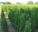 thuja128x108